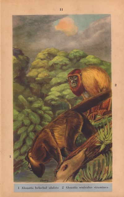 Image for Mamiferos da Amazonia. Volume I: Introducao Geral e Primatas