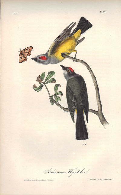 Image for Arkansaw Flycatcher