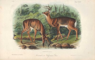 Image for Common or Virginian Deer