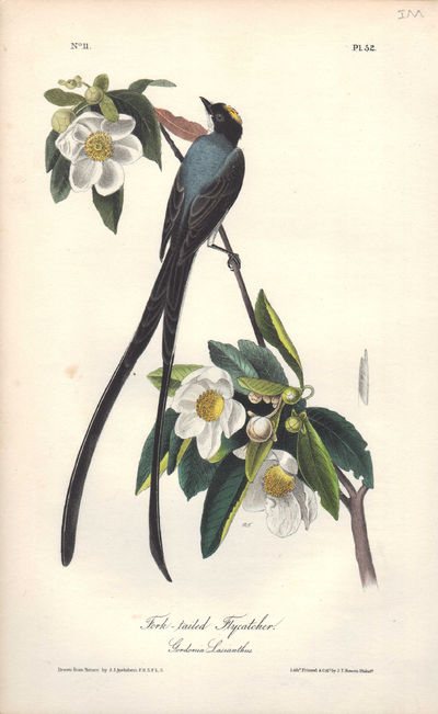 Image for Fork-tailed Flycatcher