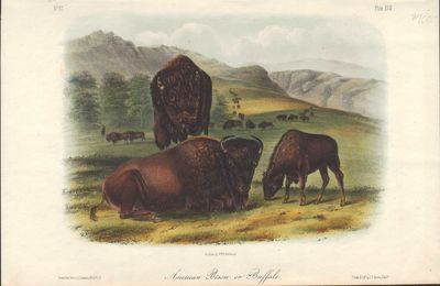 Image for American Bison or Buffalo