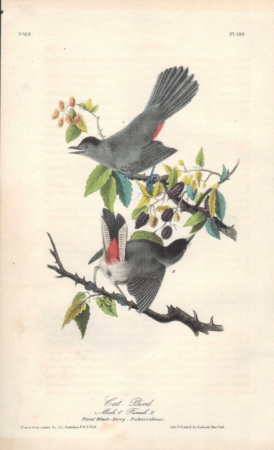 Image for Cat Bird