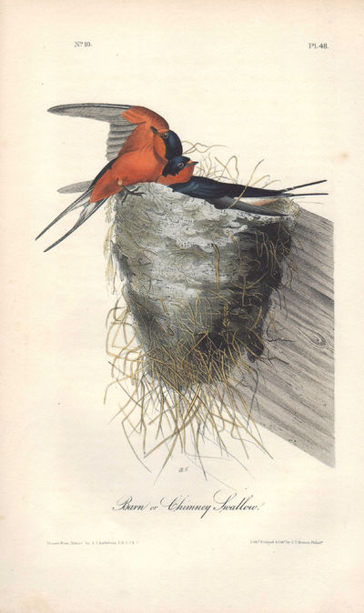 Image for Barn or Chimney Swallow