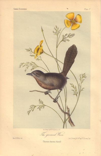 Image for The grounded Wren: Chamaea fasciata Plate 7 in Illustrations of the Birds of California, Texas, Oregon, British and Russian America.