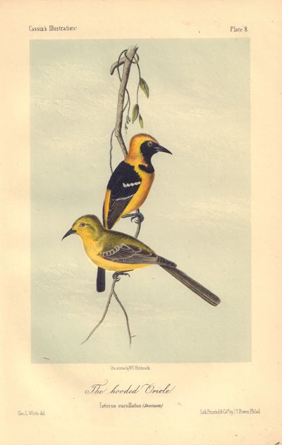 Image for The hooded Oriole: Ieterus cucullatus Plate 8 in Illustrations of the Birds of California, Texas, Oregon, British and Russian America.