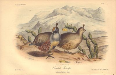 Image for Gambels Patridge: Callipepla Gambelii Plate 9 in Illustrations of the Birds of California, Texas, Oregon, British and Russian America.