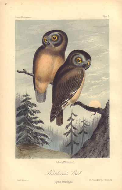 Image for Kirtland's Owl: Nyctale Kirtlandii Plate 11 in Illustrations of the Birds of California, Texas, Oregon, British and Russian America.