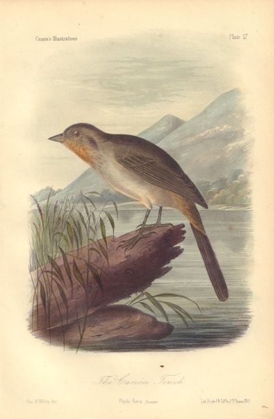 Image for The Canon Finch: Papilo fusca Plate 17 in Illustrations of the Birds of California, Texas, Oregon, British and Russian America.