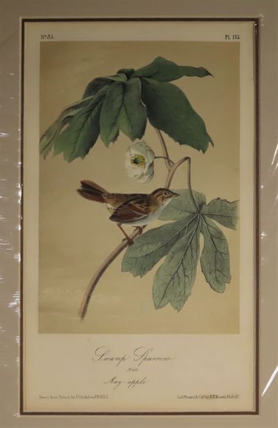 Image for Swamp Sparrow No.35, PI. 175