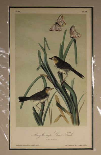 Image for Macgillivray's Shore-Finch No. 35, PI. 173