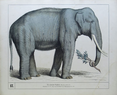 Image for Naturhistorischer Atlas zum Gebrauch beim Unterricht. Säugethiere. 30 Tafeln nach der Natur und nach ausgestopften Exemplaren gezeichnet.