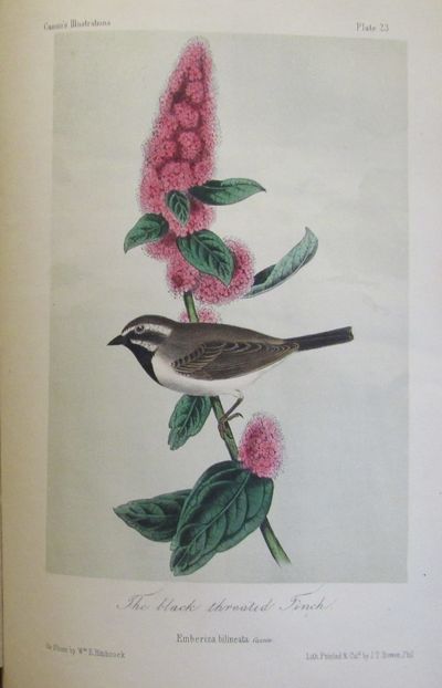 Image for Illustrations of the Birds of California, Texas, Oregon, British and Russian America. Fascicule 5 Comprising text pages129-158 & plates 21-25 as issued in original wraps.