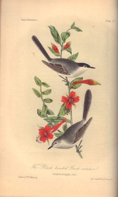 Image for Illustrations of the Birds of California, Texas, Oregon, British and Russian America. Fascicule 6. Comprising text pages 159-190 & plates 26-30 as issued in original wraps.