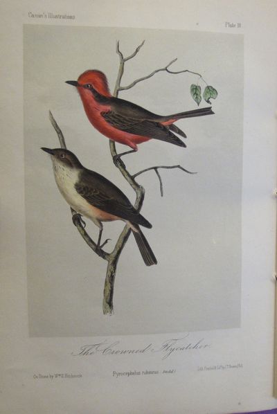 Image for Illustrations of the Birds of California, Texas, Oregon, British and Russian America. Fascicule 4.
