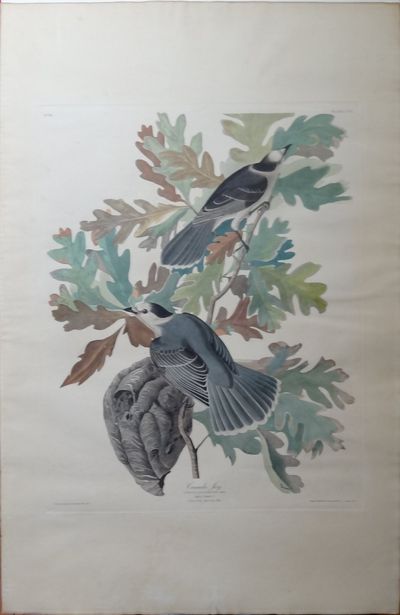 Image for Canada Jay (Elephant folio Plate CVII) Gray Jay, Perisoreus canadensis on Quercus alba, White Oak.