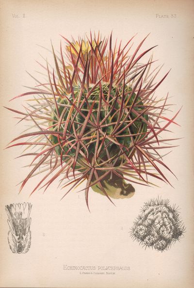 Image for The Native Flowers and Ferns of the United States in their Botanical Horticultural and Popular Aspects; 192 plates in 4 volumes